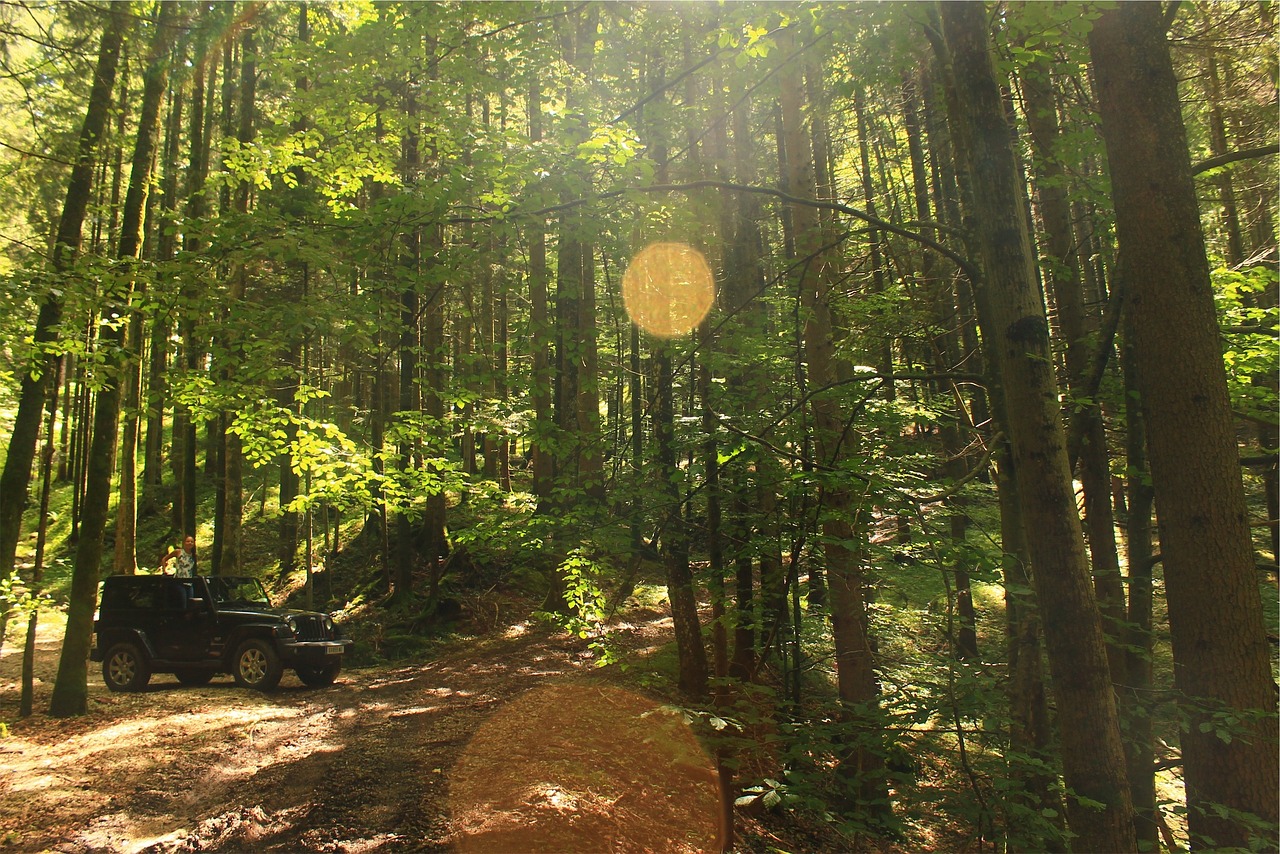 jeep, forest, woods-925471.jpg